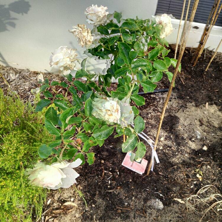 Plant image Rosa 'Mothers Love'