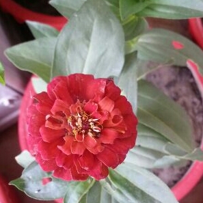 Plant image Zinnia elegans 'Orange King'