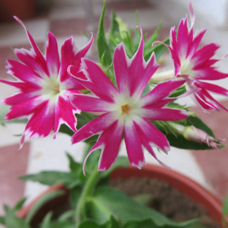 Plant image Phlox drummondii 'Popstars' (Mix)