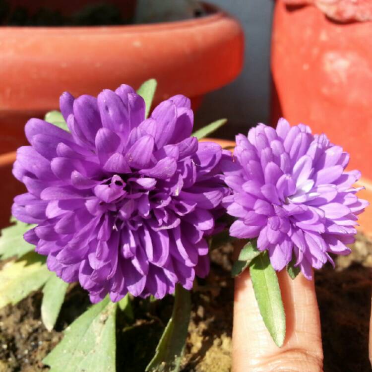 Plant image Callistephus chinensis 'Matsumoto'