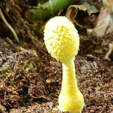 Leucocoprinus birnbaumii