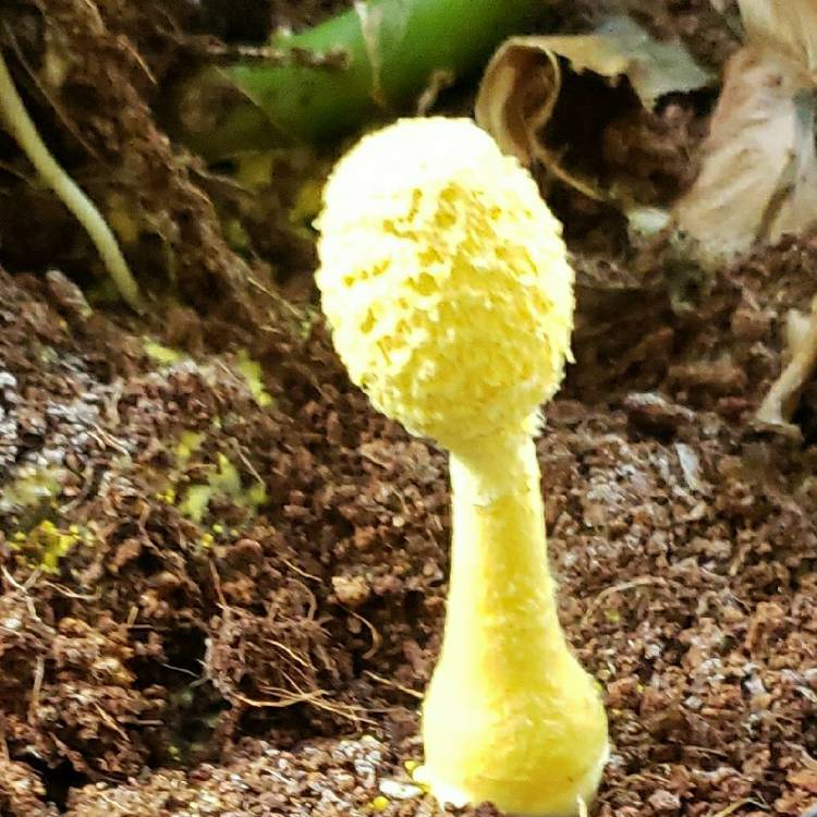 Plant image Leucocoprinus birnbaumii