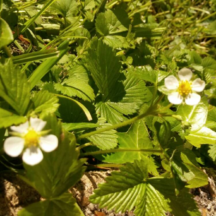 plant image 696268