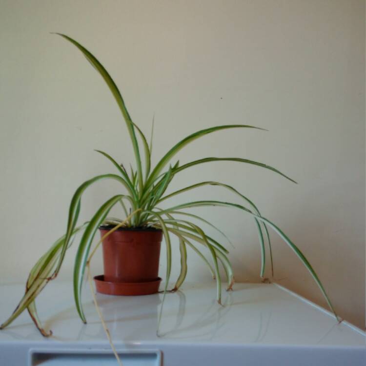plant image 389288 plant image 389288