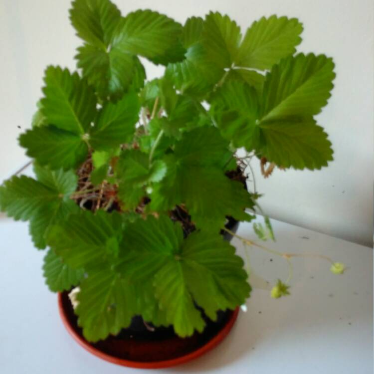 plant image 389330 plant image 389330