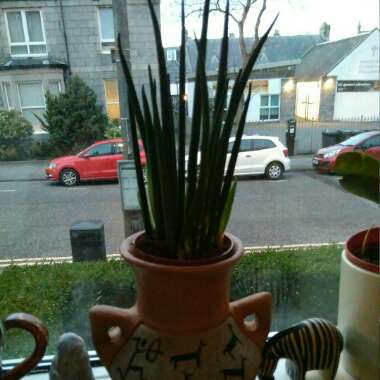 Sansevieria bacularis 'Mikado'