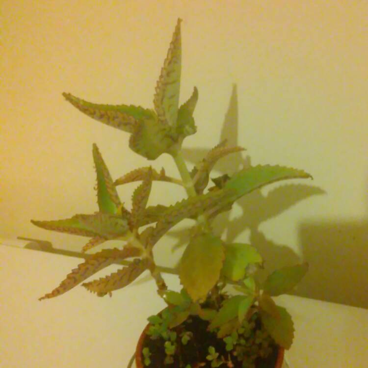 plant image 389863