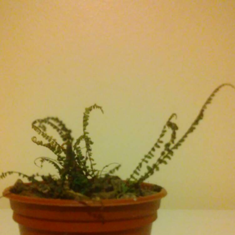 plant image 389886 plant image 389886