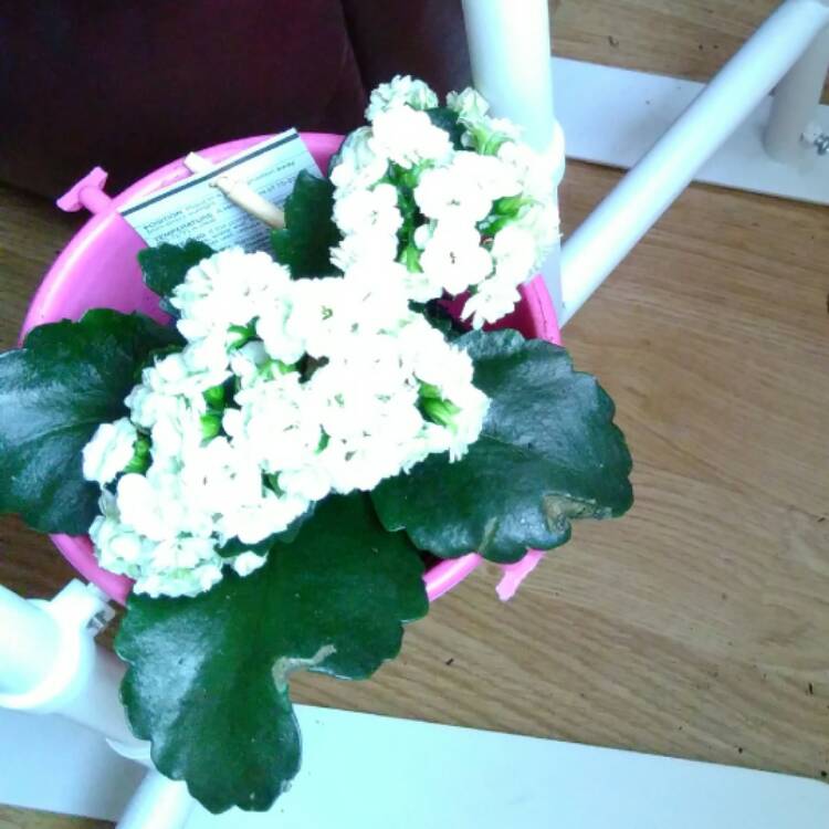 plant image 390304