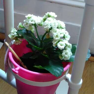 Kalanchoe blossfeldiana 'Calandiva White'