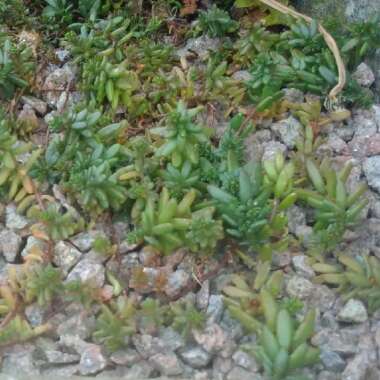Sedum Album