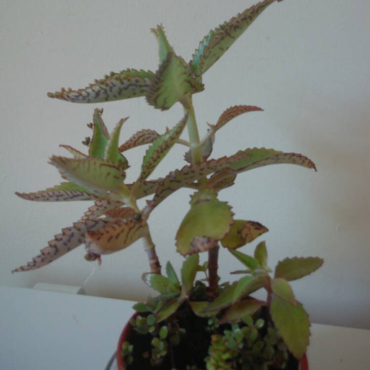 plant image 405331