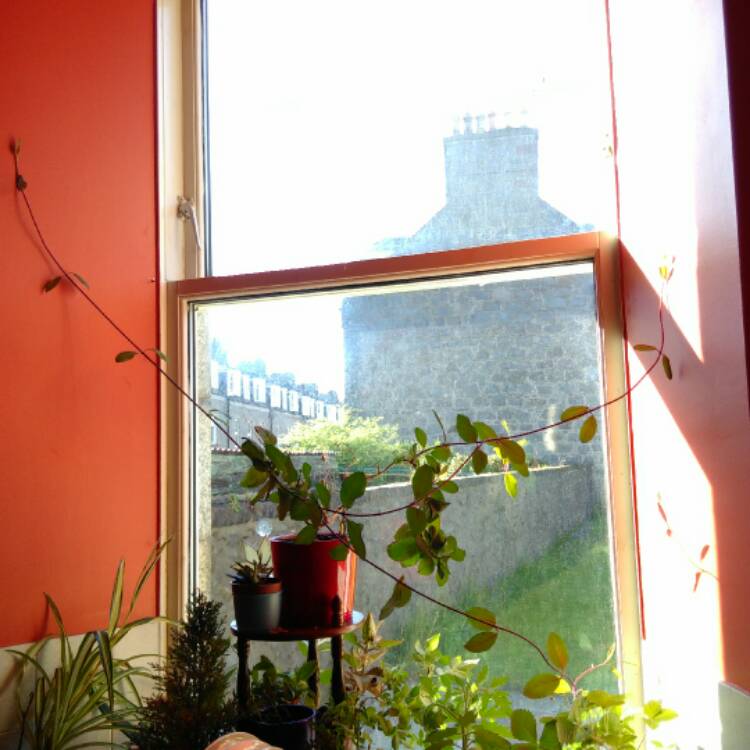plant image 413602 plant image 413602