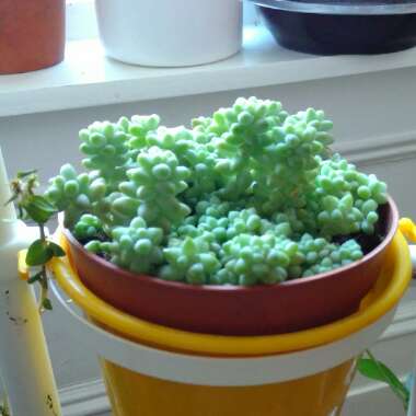 Sedum Morganianum