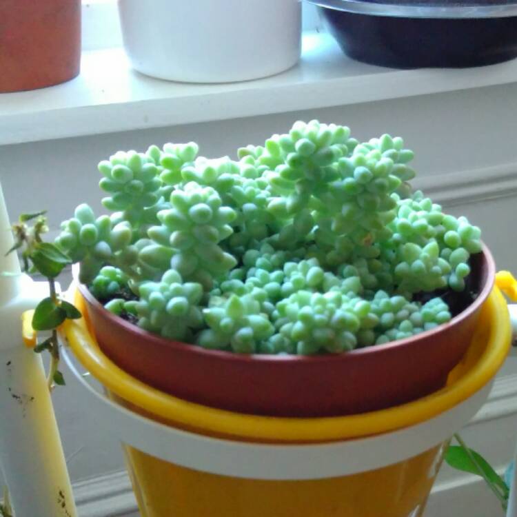 plant image 413609 plant image 413609