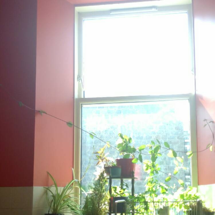 plant image 418362 plant image 418362
