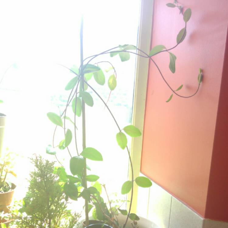 plant image 418533 plant image 418533
