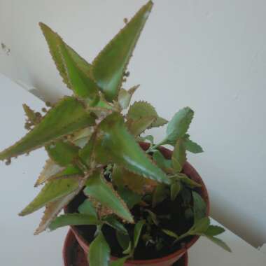 Kalanchoe daigremontiana syn. Bryophyllum daigremontianum