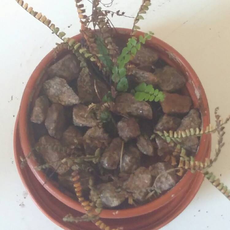 Plant image Asplenium trichomanes
