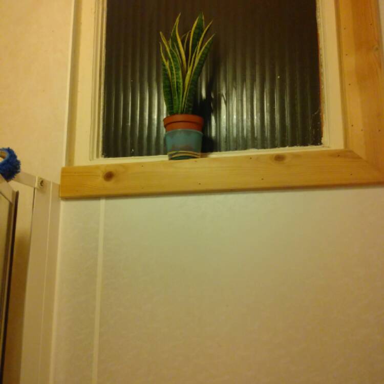 plant image 468293 plant image 468293