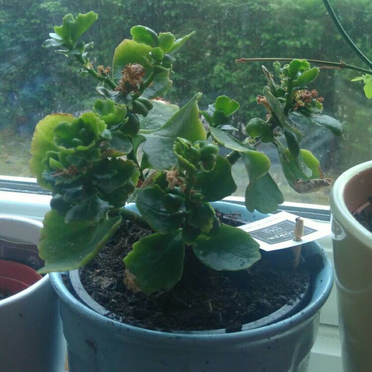 plant image 740973