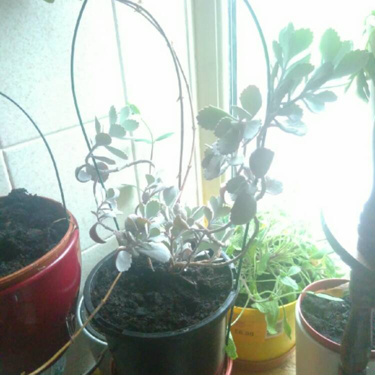 plant image 741862 plant image 741862