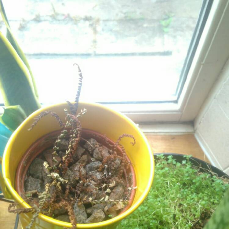 plant image 742287 plant image 742287