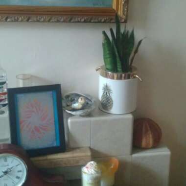 Sansevieria trifasciata