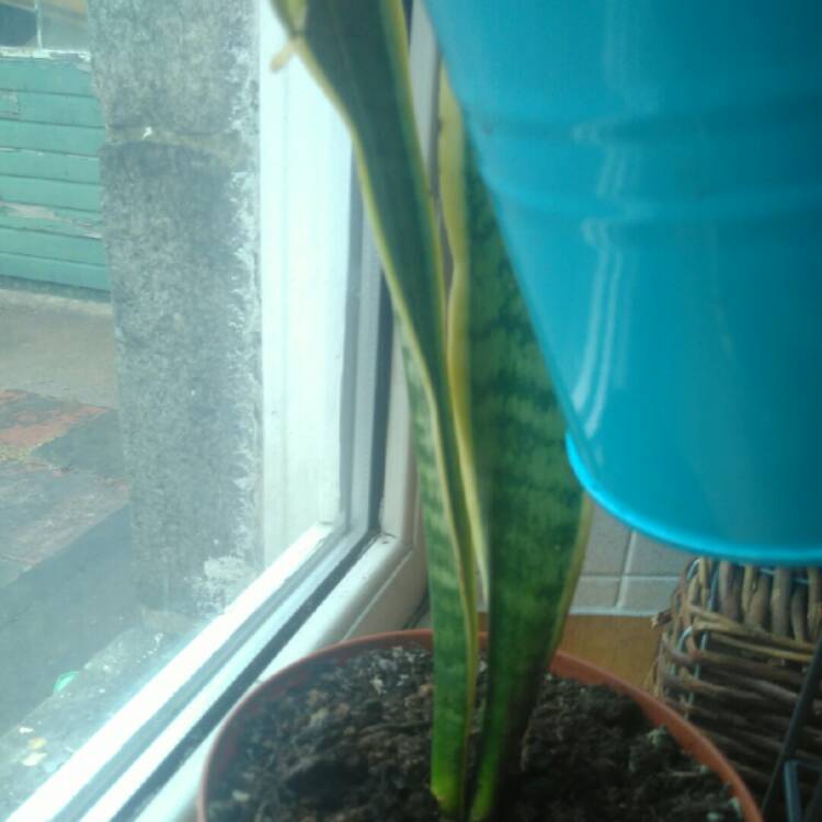 plant image 742313 plant image 742313