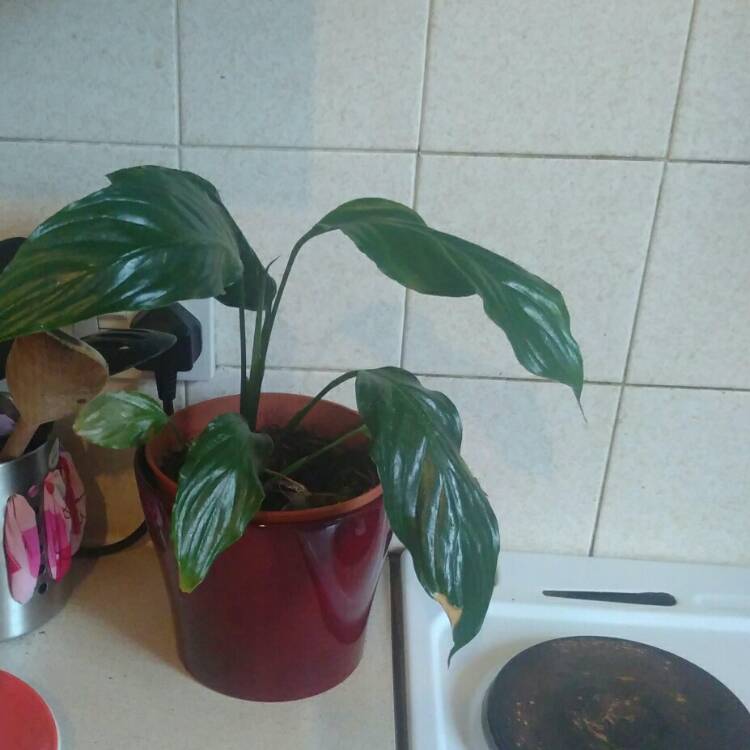 plant image 742367 plant image 742367