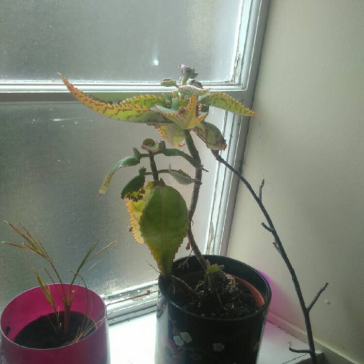 plant image 742425