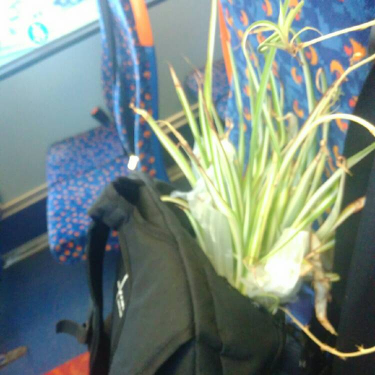 plant image 749836 plant image 749836