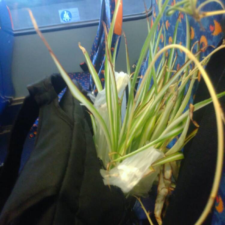 plant image 749929 plant image 749929
