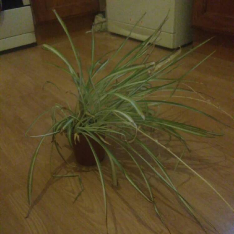 plant image 749935 plant image 749935