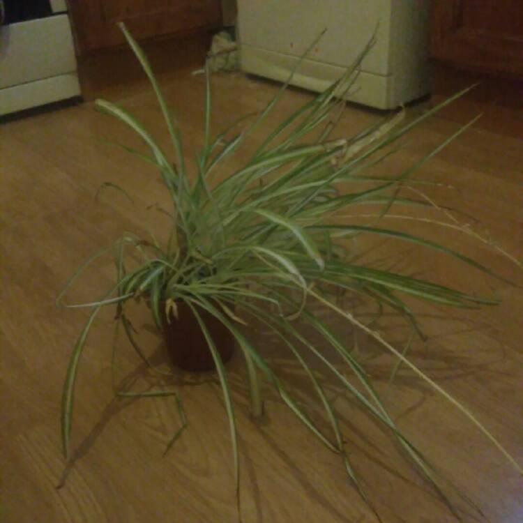 plant image 749938 plant image 749938