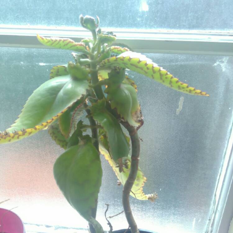 plant image 749943