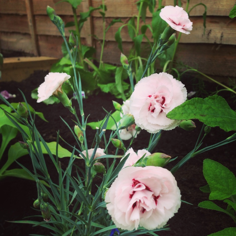 Plant image Dianthus plumarius 'Cranmere Pool'