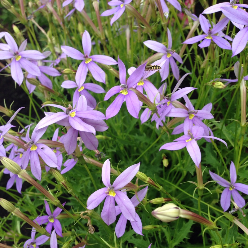 plant image 141999