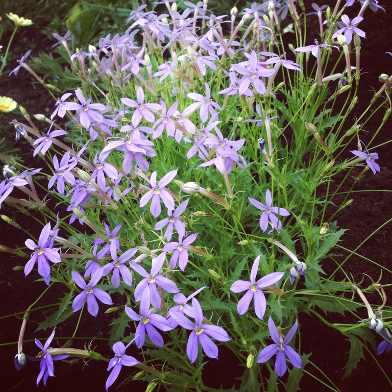 plant image 142000