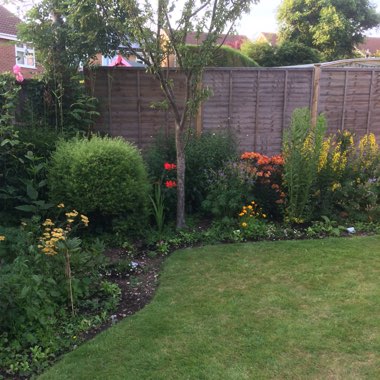 Steve's garden