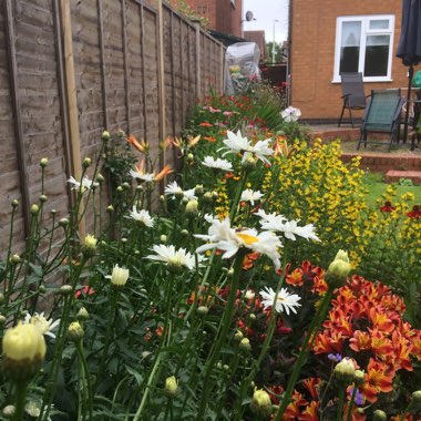 Steve's garden