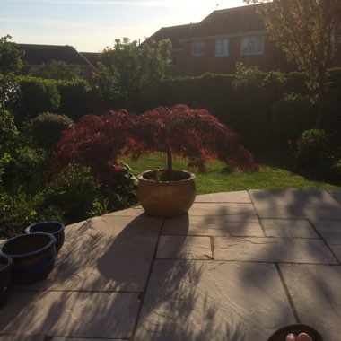 Steve's garden