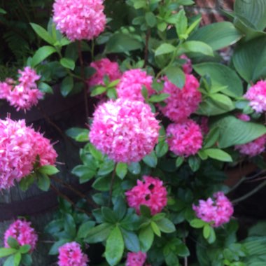 Steve's garden