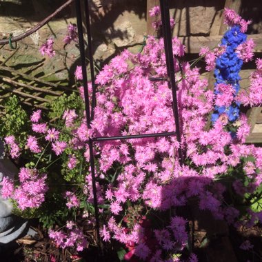 Steve's garden