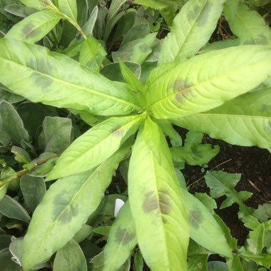 Steve's garden