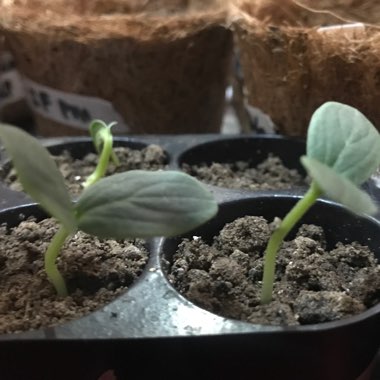 Cucumis sativus