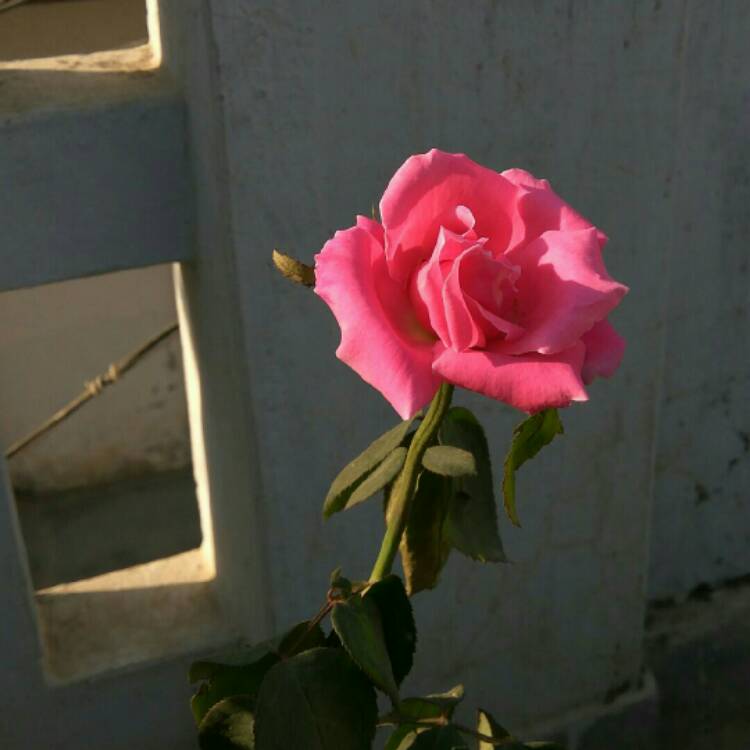 Plant image Rosa 'Pink Tiara'