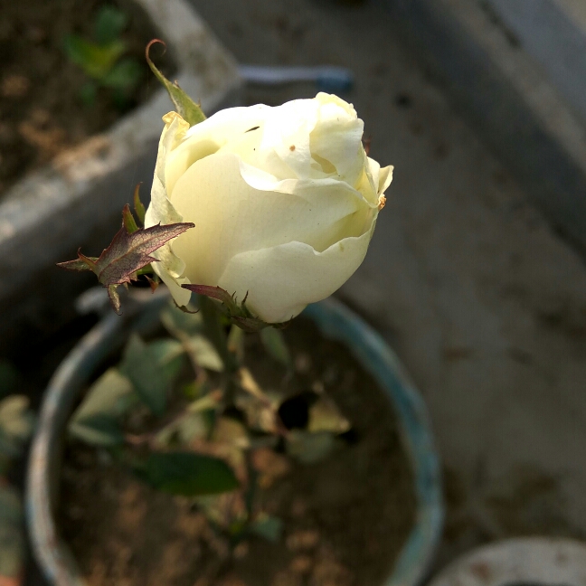 Plant image Rosa 'The Birthday Rose'