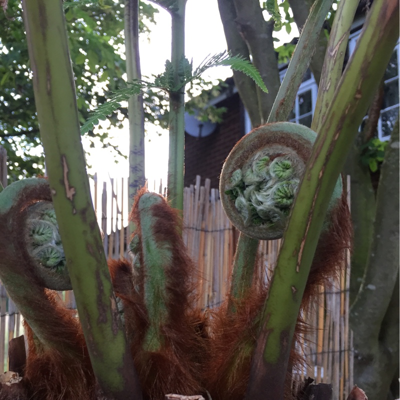 Plant image Dicksonia antarctica