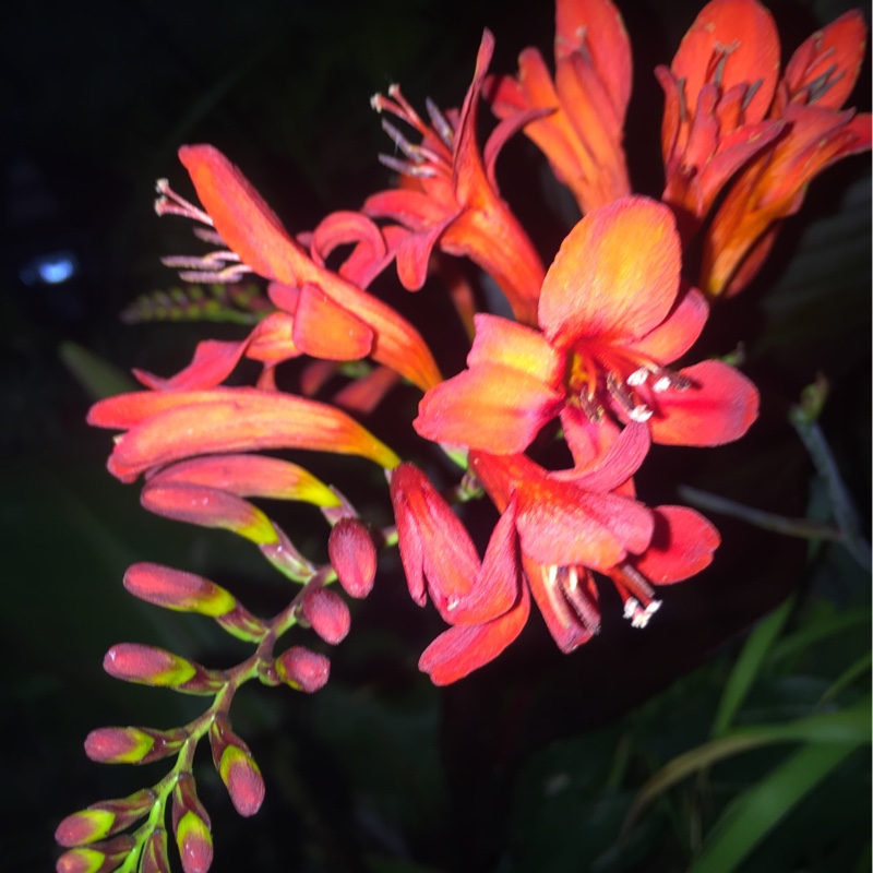 plant image 186947